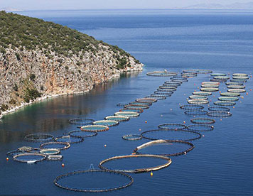 專精特新 "小巨人"企業(yè)